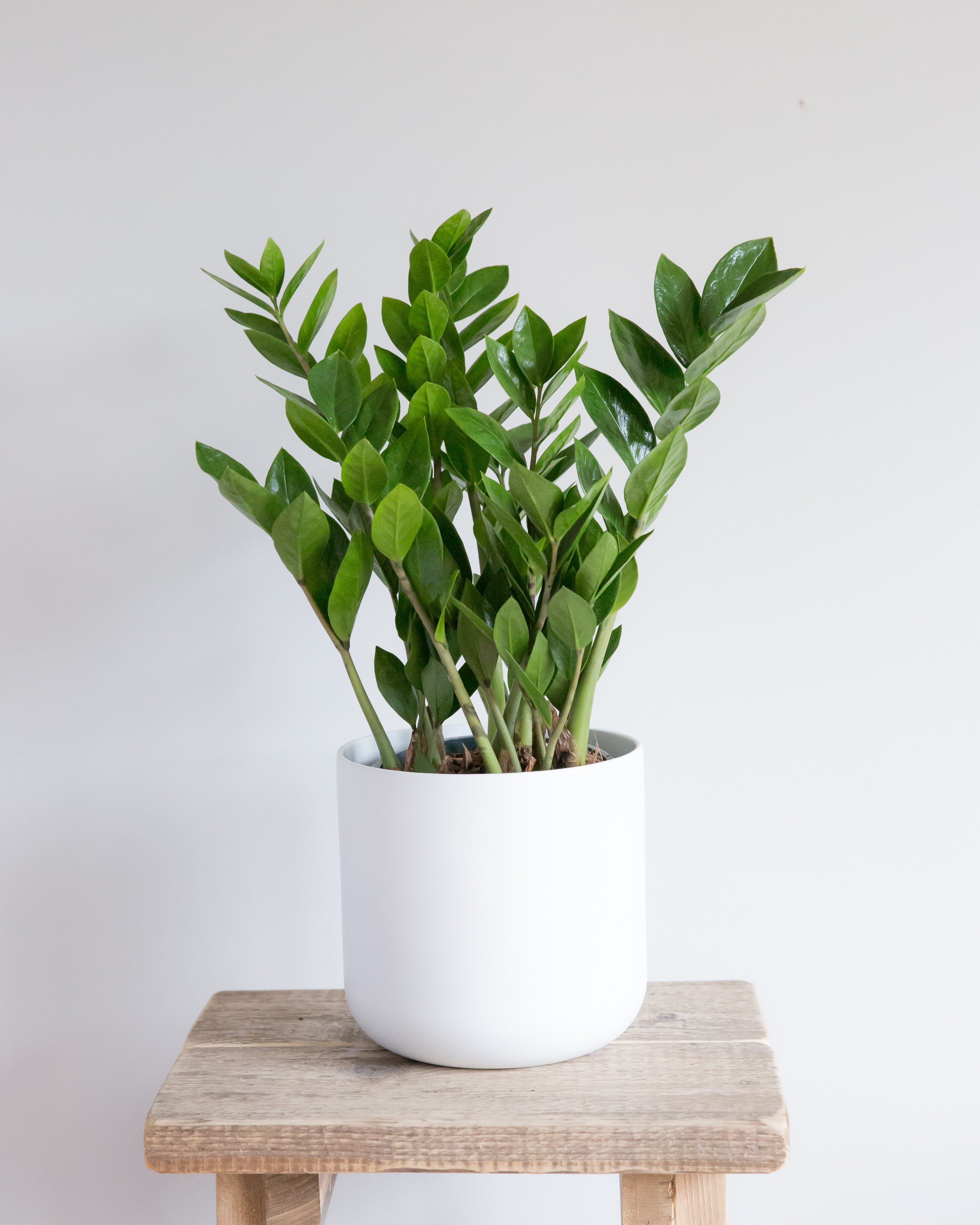 zz plant uk ZZ Plant – Hello Houseplants