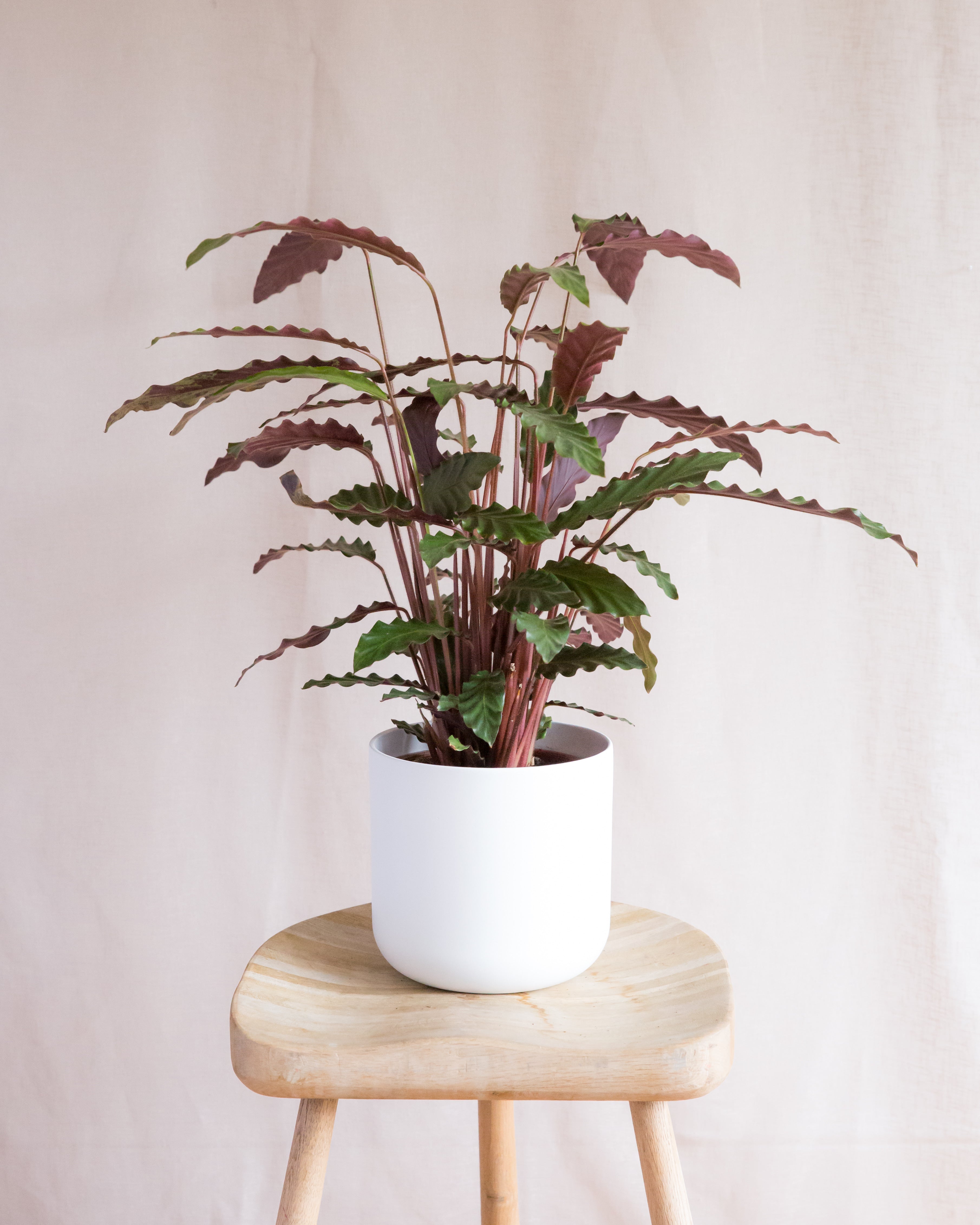 velvet prayer plant Prayer Plant – Hello Houseplants