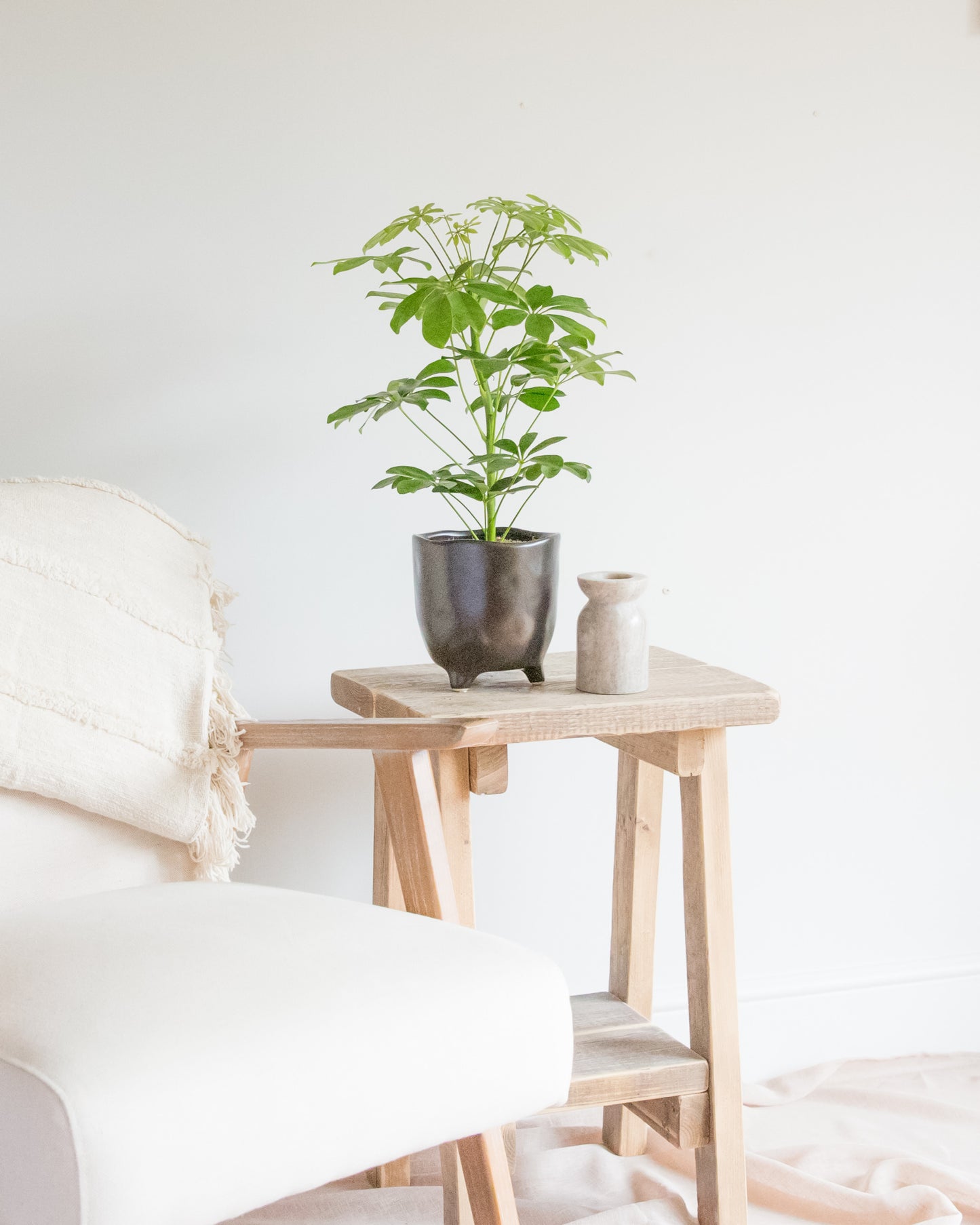 
                  
                    Dwarf Umbrella Tree
                  
                