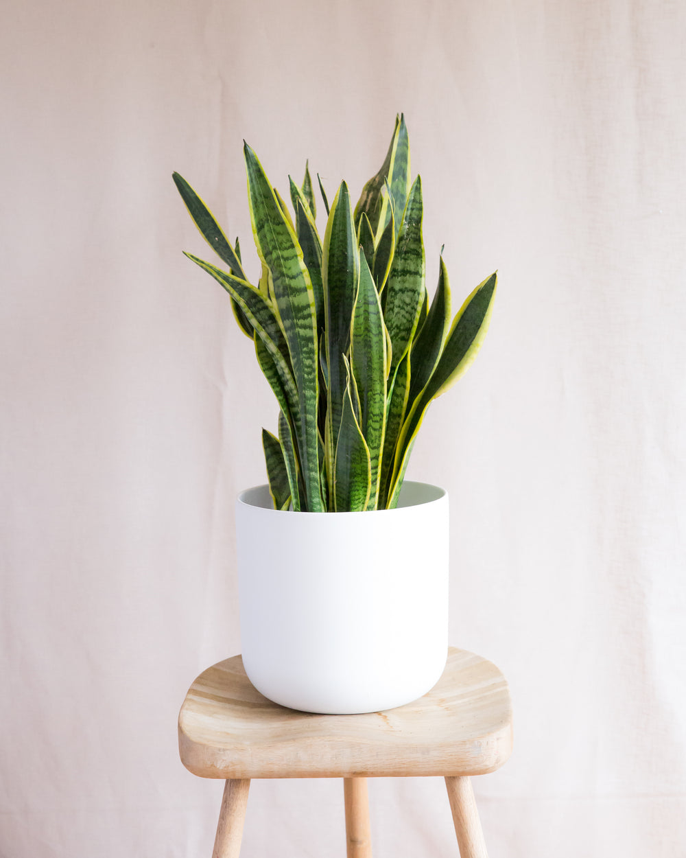 Variegated Snake Plant