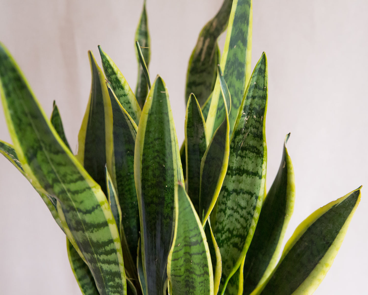 buy snake plant online uk Variegated Snake Plant – Hello Houseplants